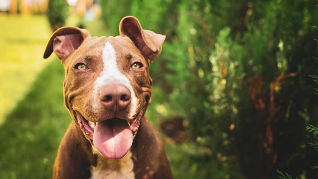 A Pit Bull enjoys a beautiful walk on a summer day