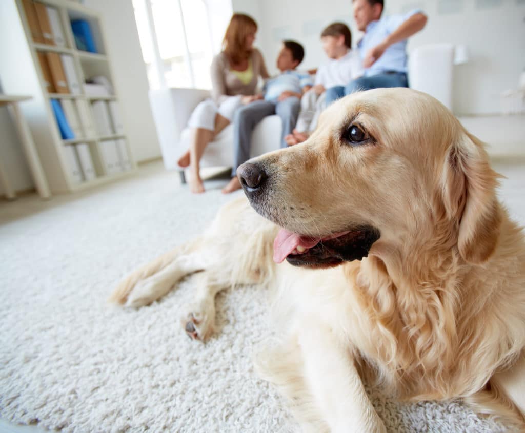 A dog sits in the living room with his family.