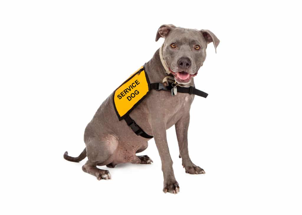 A service dog poses for the camera.