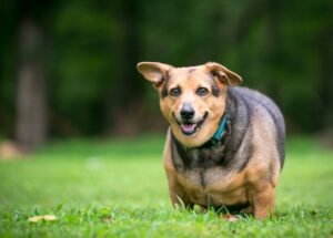 Overweight dog stands outside in the grass for exercise.