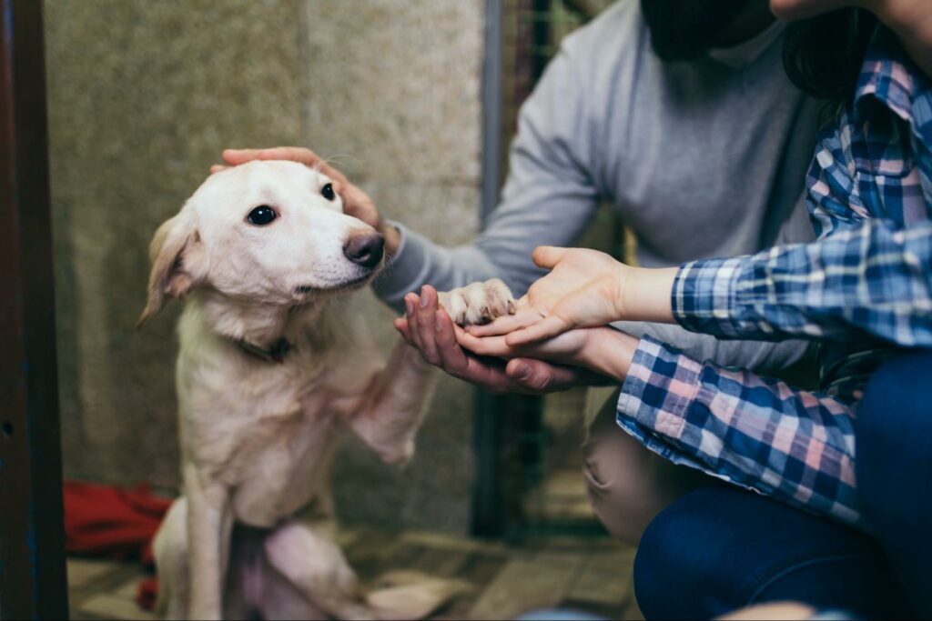 A family meets a dog with the hopes of adding it to their family. Learn the misconceptions about rescue dogs and how you can help shelters.