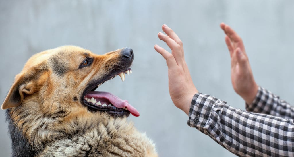 A dog becomes aggressive when his owner tries to pet him