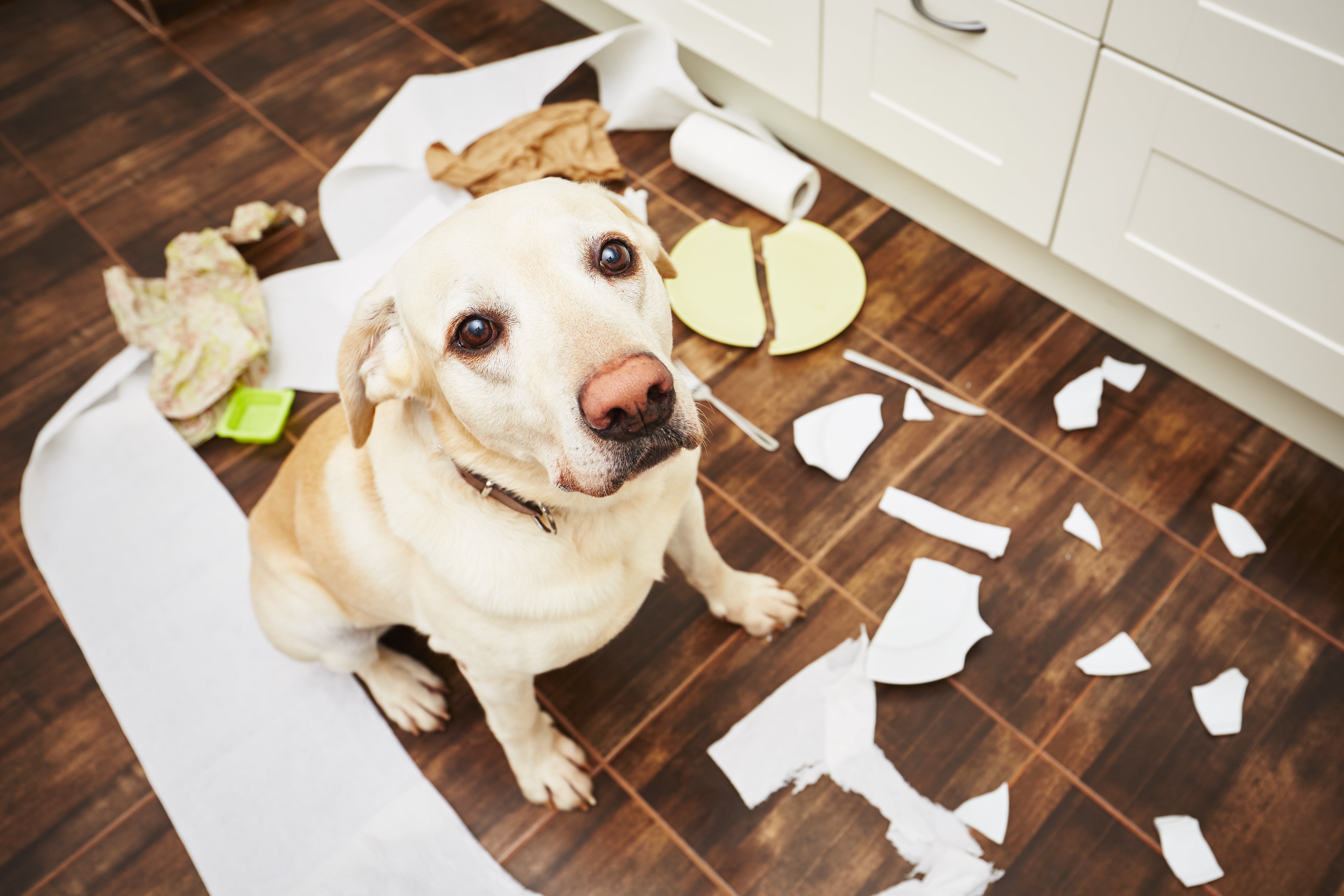 A dog makes a mess in the kitchen.