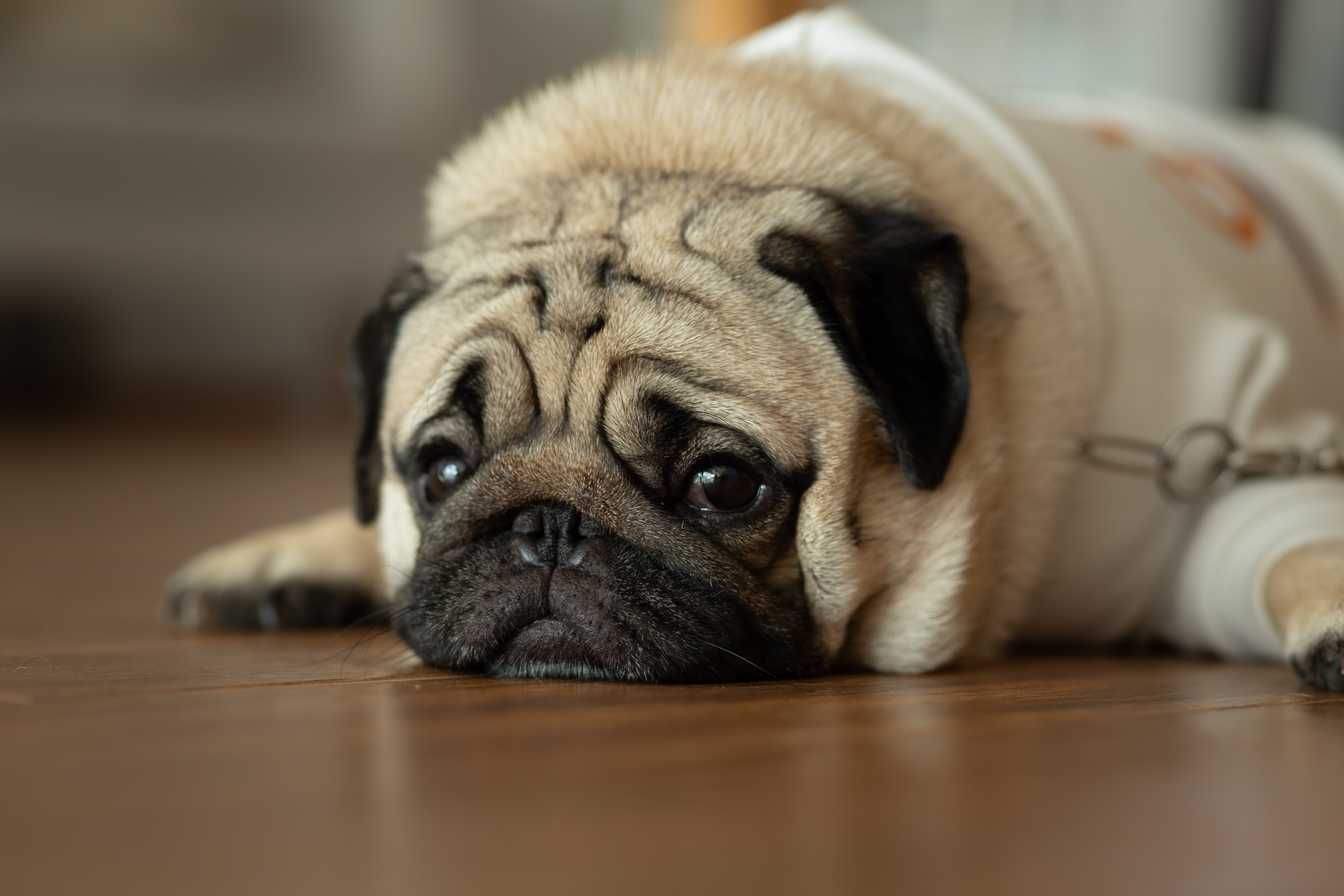 A dog looks sad after being bitten by another dog