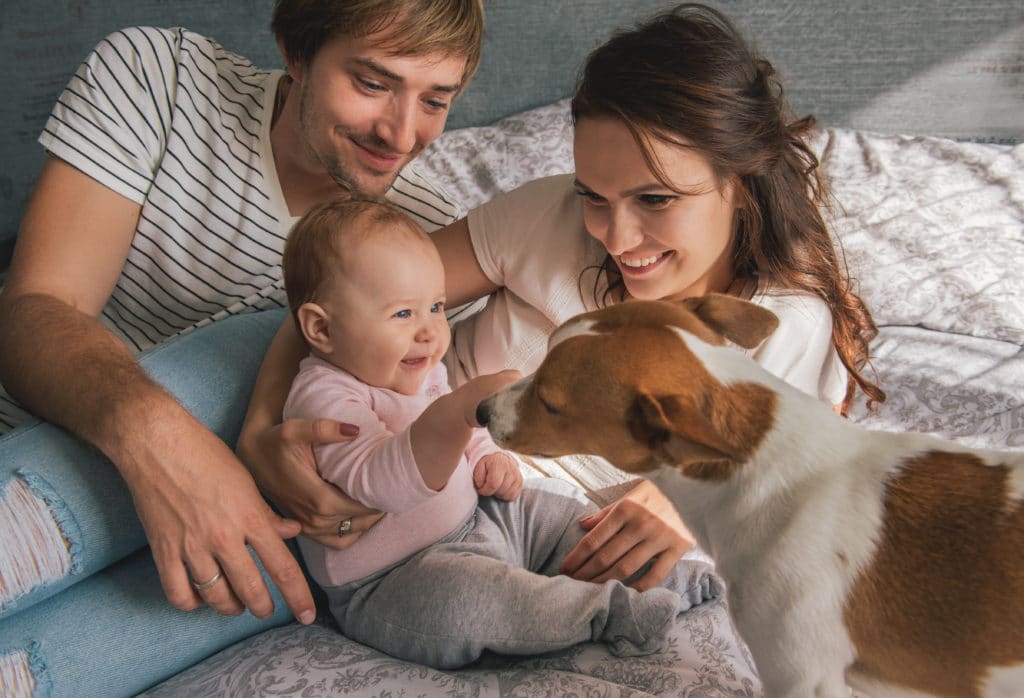 Happy family with baby playing with jack russel dog in bed