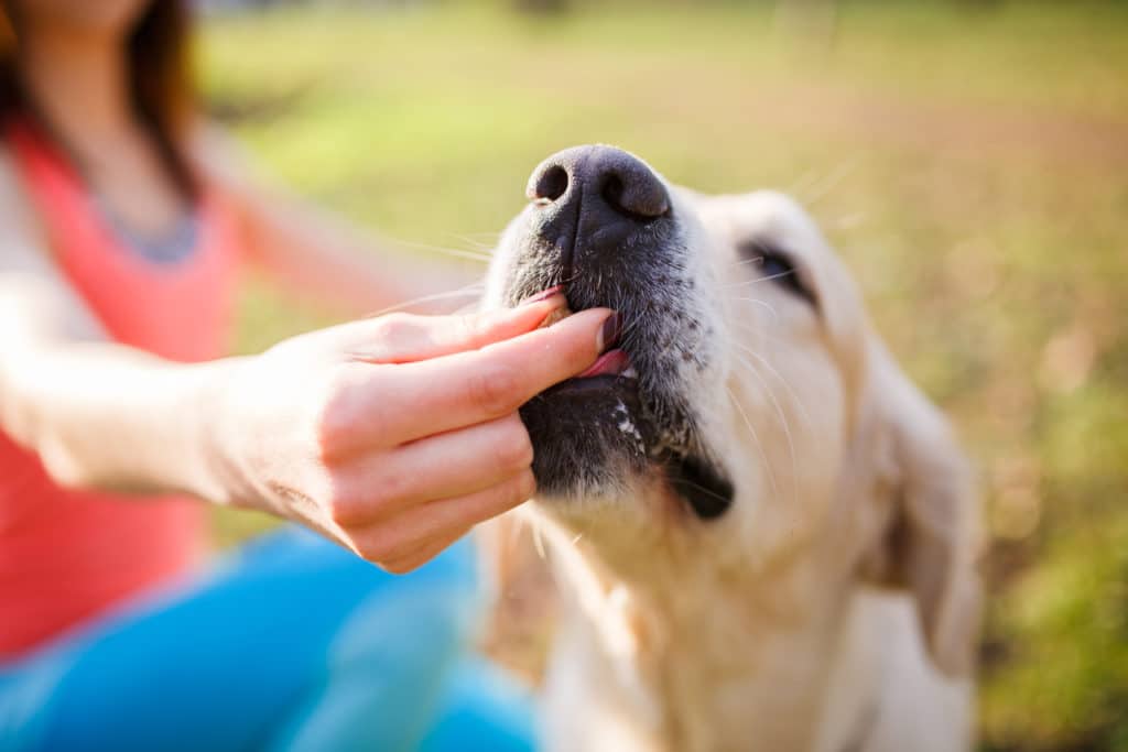 A dog gets a tasty treat after a long walk.