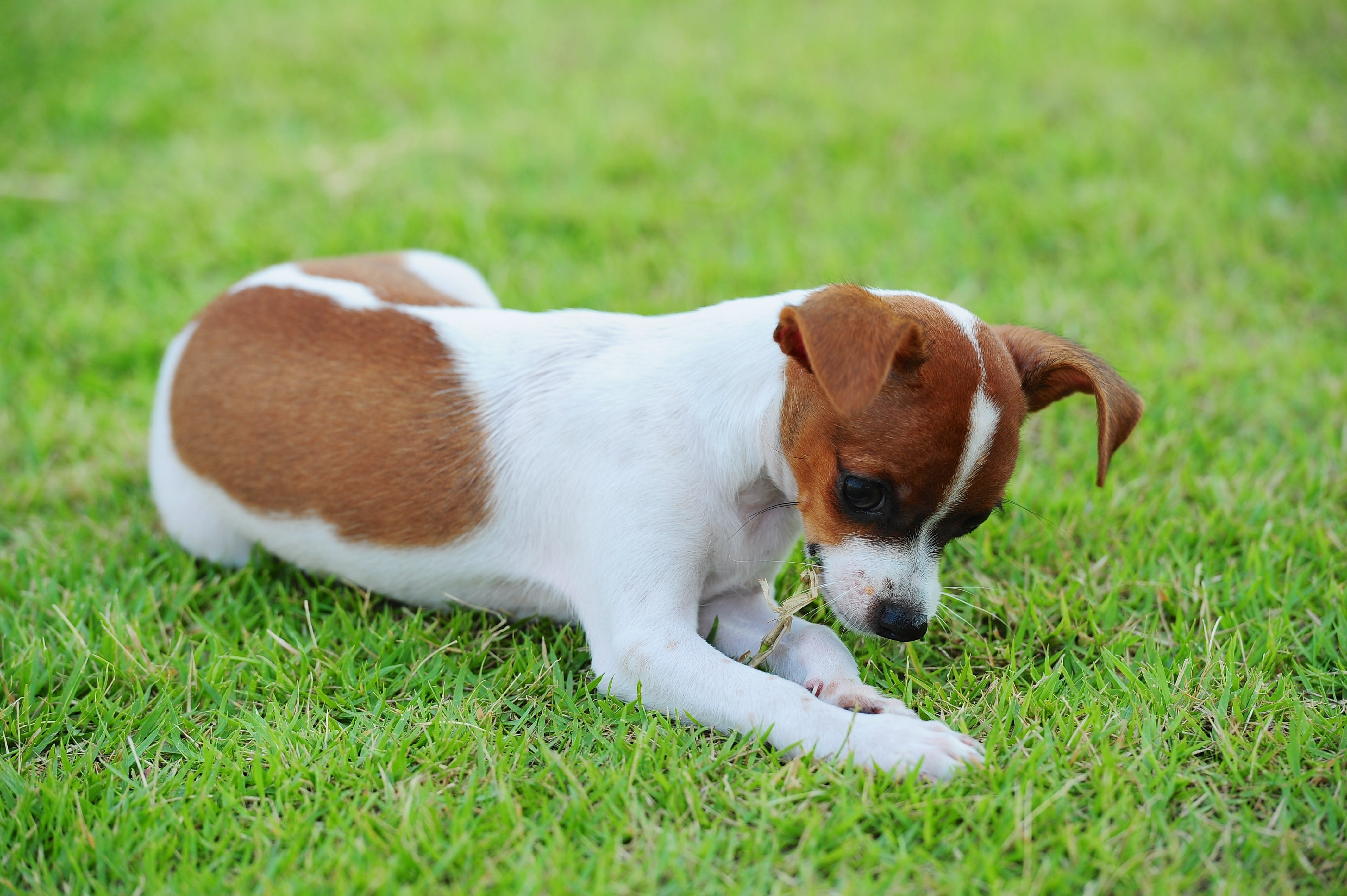 A dog chews on some grass because he is bored.