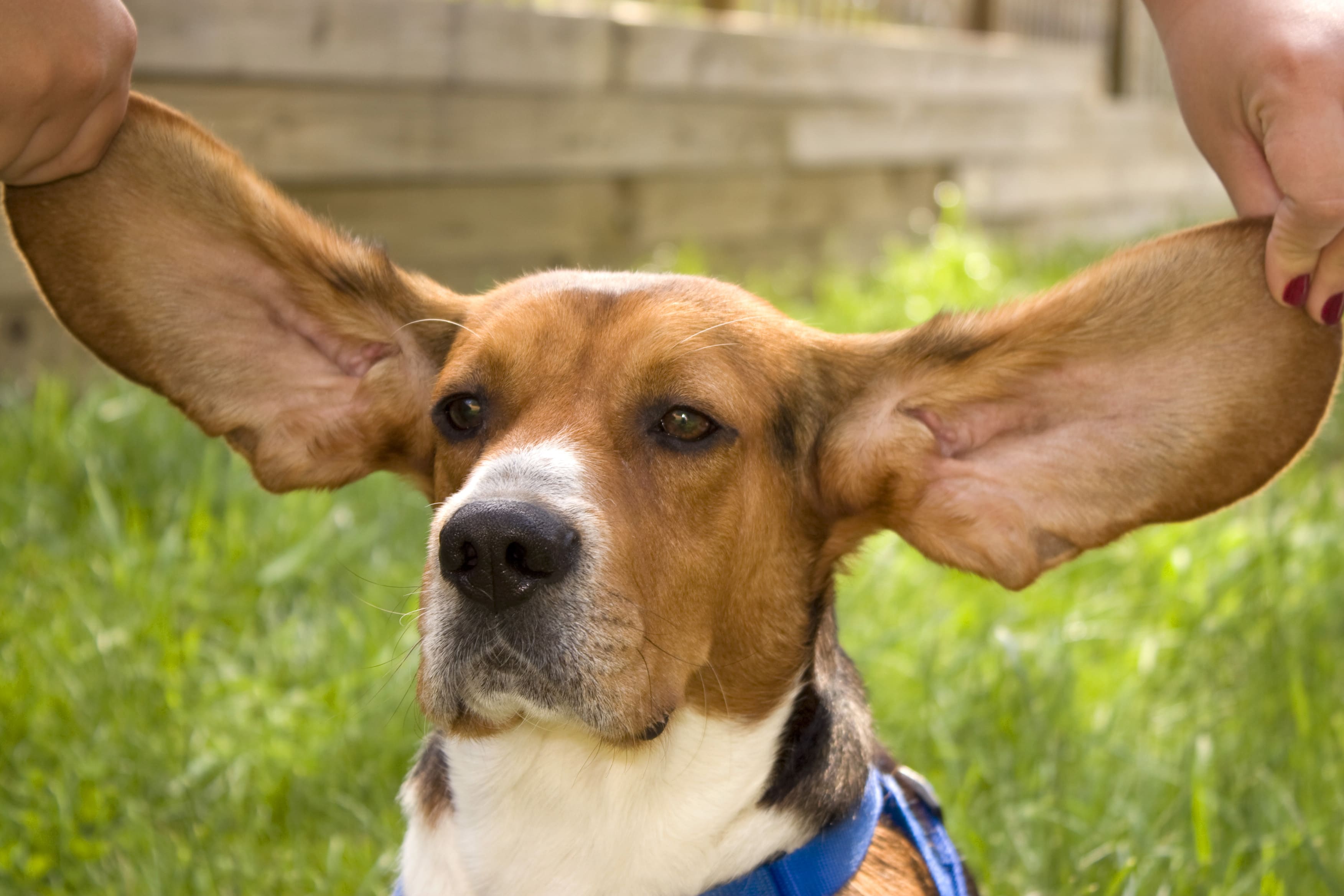 A pet owner lifts her dog's ears to examine a smell.