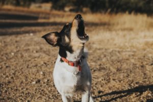 Why do dogs howl? - dog howling toward sky - Cesar’s Way