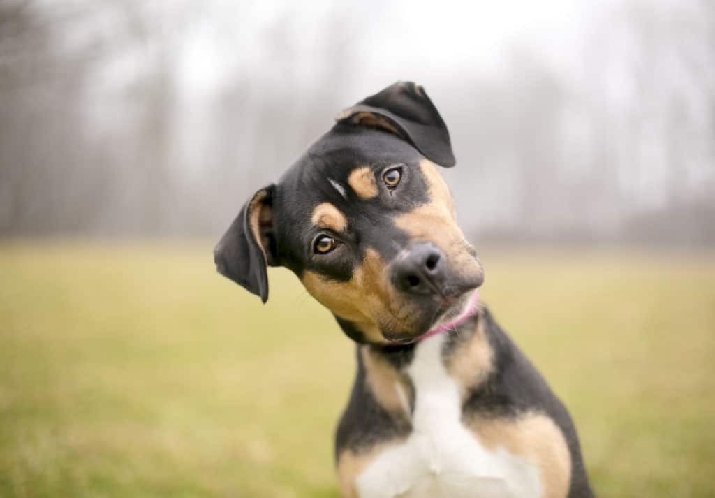 a dog out for a walk listens to his owners voice