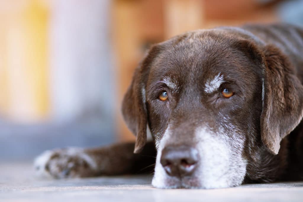 A dog relaxes after a long day outside playing with his family.