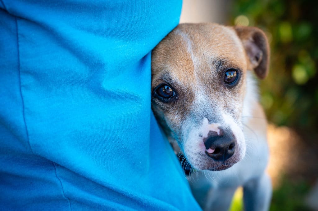 Dog snuggles with his owner to help with his fears and anxieties