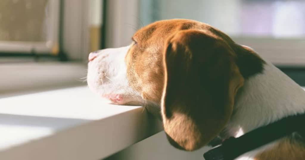a dog looks out the window waiting for his owner