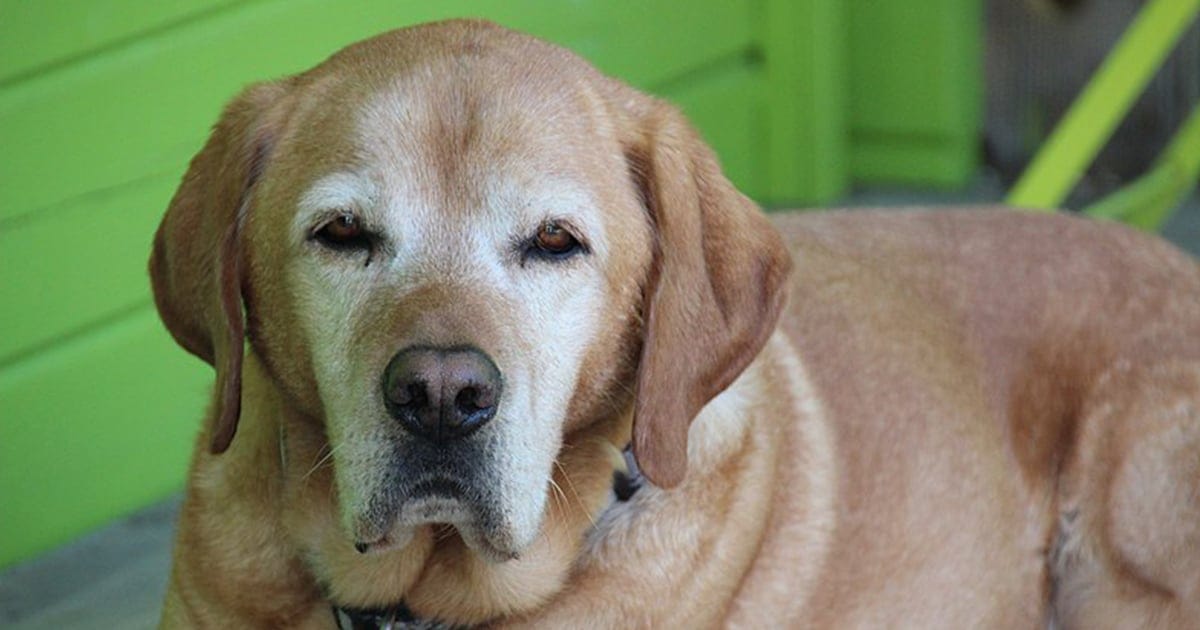 a older dog lays down because of mobility issues