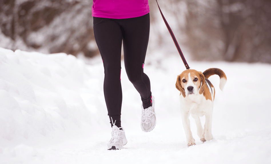 A dog and his owner go for a walk in the snow.