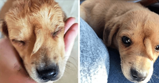 A puppy has a tale growing out between her eyes.