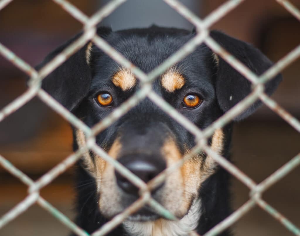 A dog sits behind a fence because his owner can't keep him