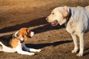 two dogs show their personality