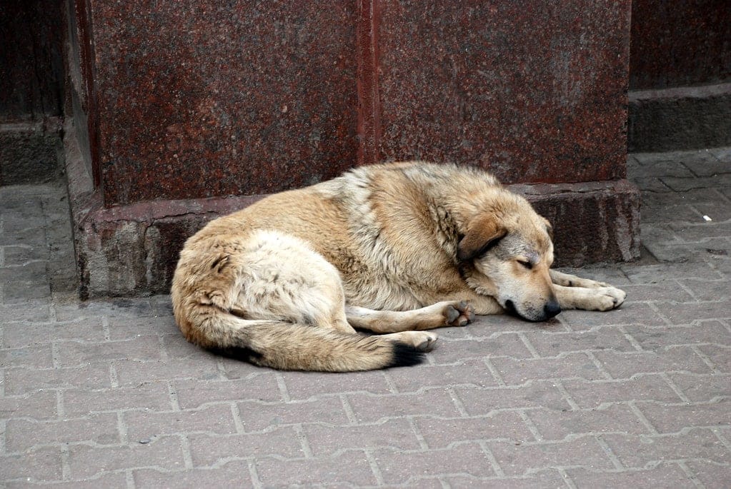 A stray dog sleeps on the street.