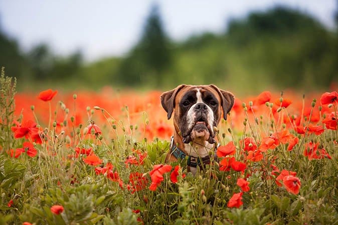 A dog plays in a field of flowers