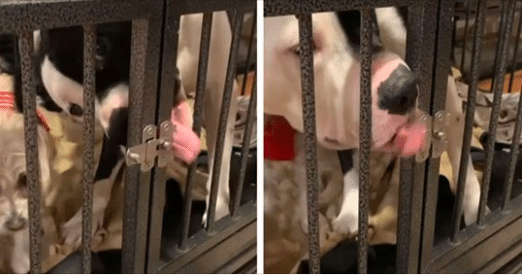 Dog uses his tongue to break out of kennel