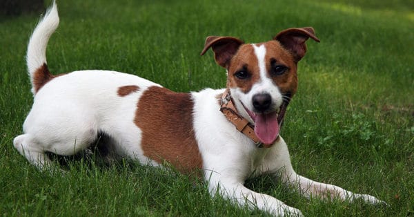 Dog is laying happy in grass