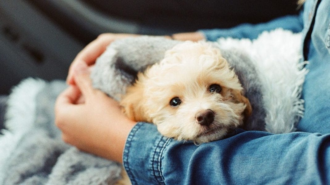 A puppy snuggles with her new owner.