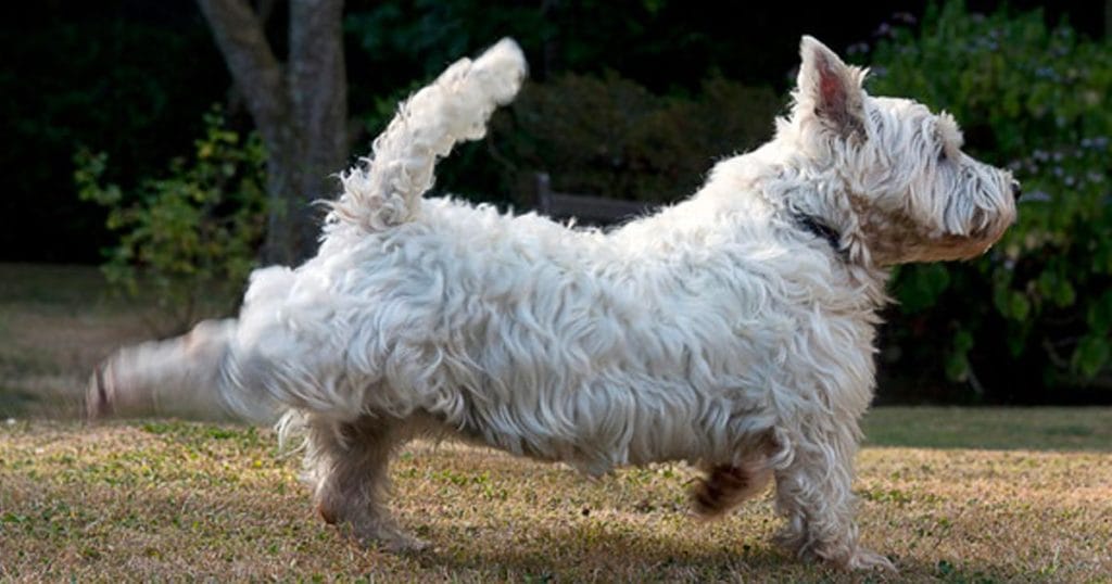 a dog kicks his feet after going potty outside