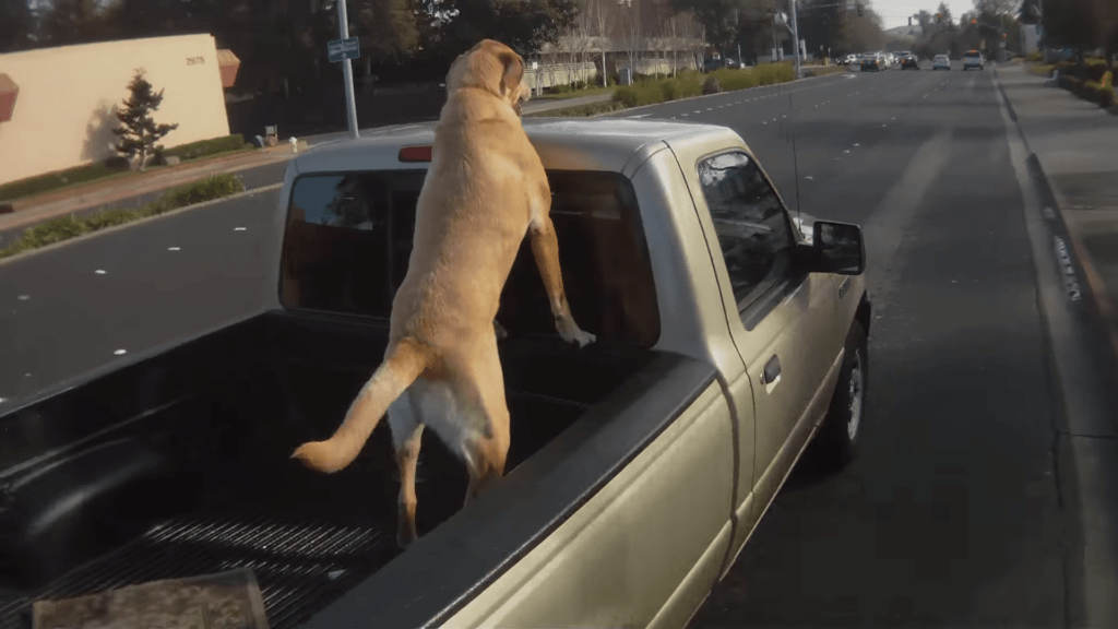 A dog rides unsecured in the back of a truck.