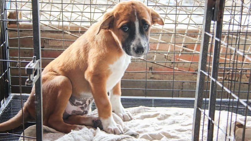 A rescue dog waits for a family to adopt him.