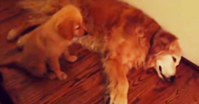 a puppy comforts an older dog having a nigtmare