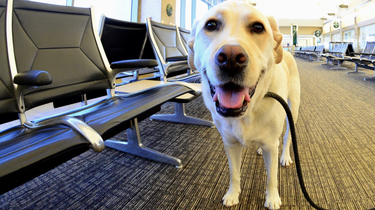 A service dog waits in the airport with his handler.