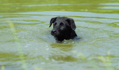 A dog swims in water that contains blue-green algae