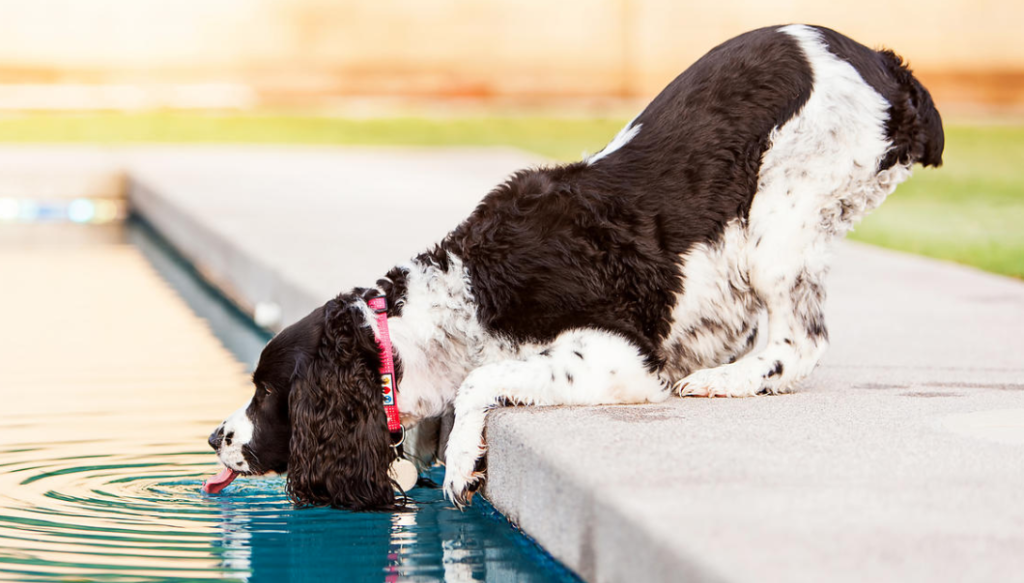 A dog takes a sip of water from the backyard pool.