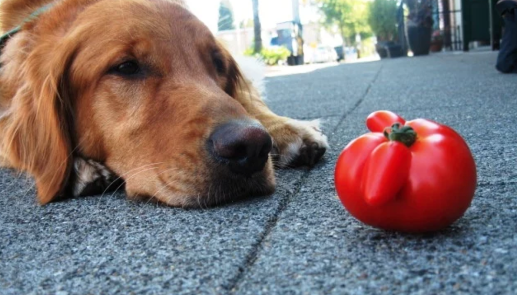 a dog stares at a tomato he wants to eat