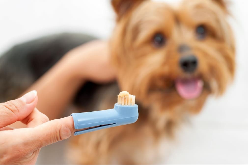 There are many different types of toothbrushes available for your dog. Choosing the right one will help make the experience more enjoyable for your furry friend. 