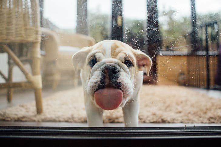 a bulldog licks the window