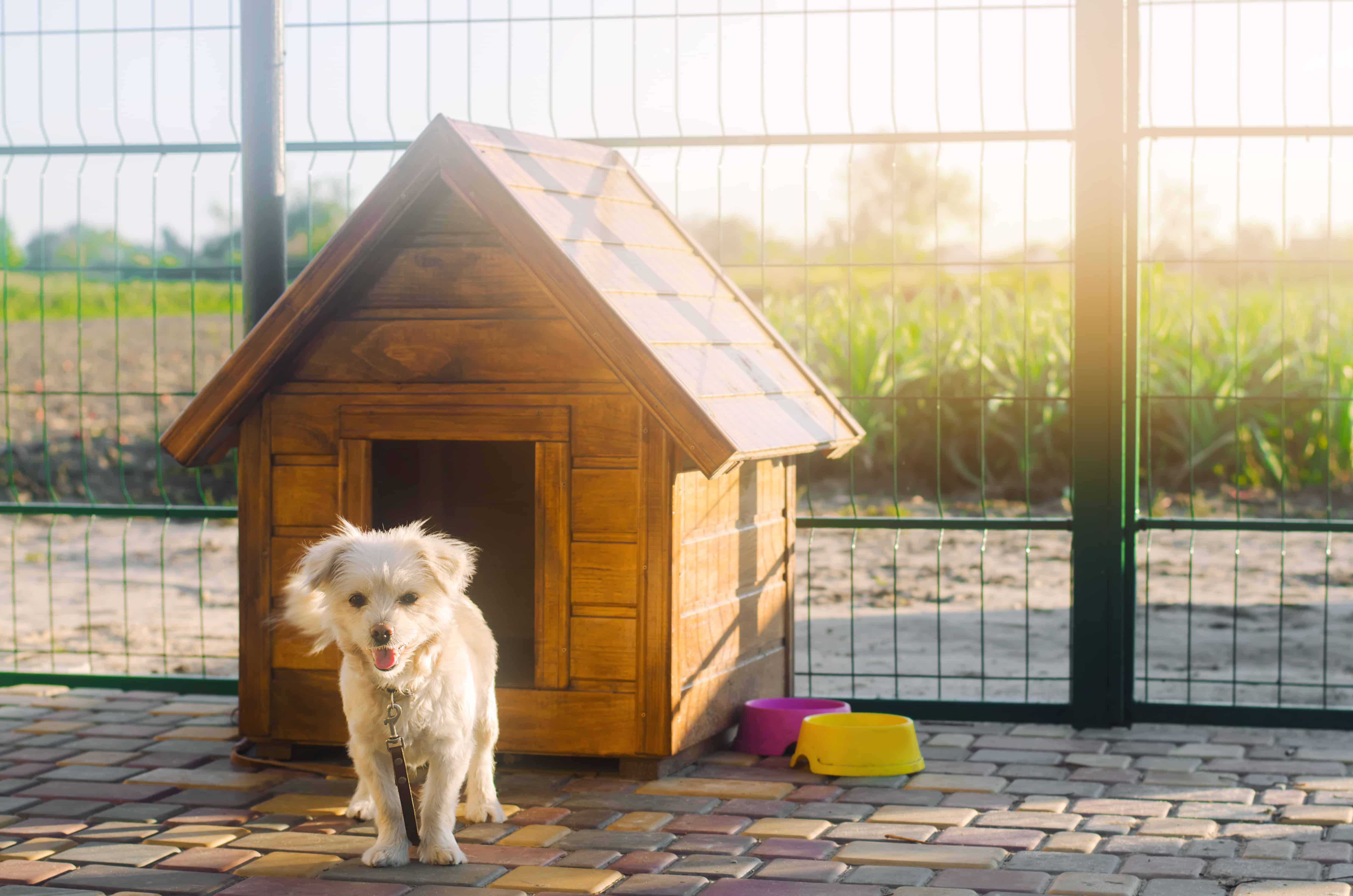 A dog stands outside his new doghouse