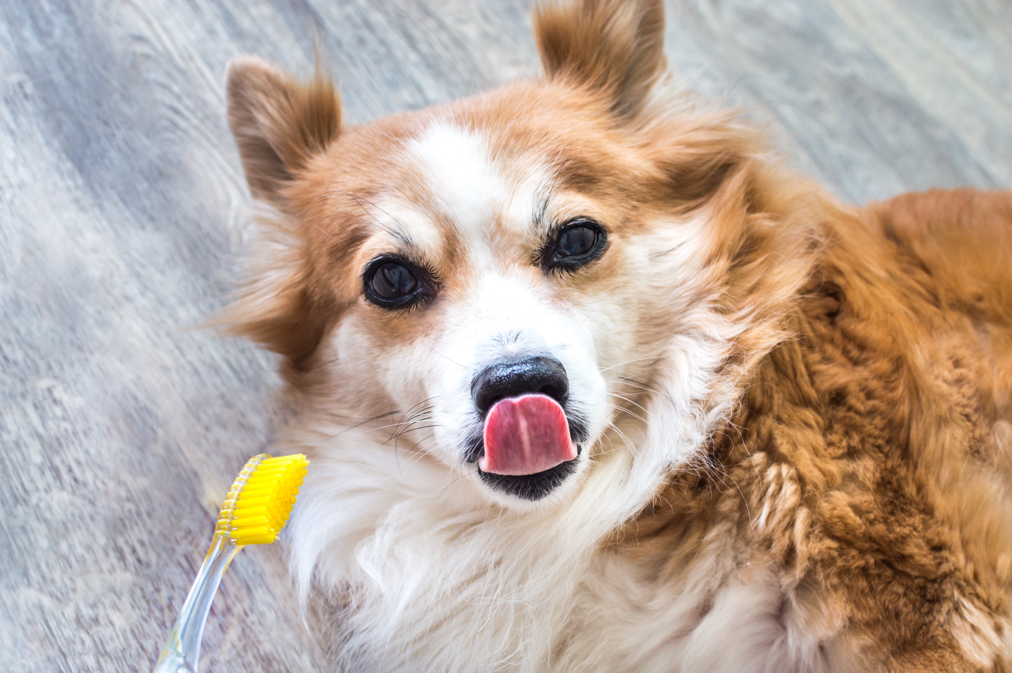 A dog gets his teeth cleaned with appropriate toothpaste.