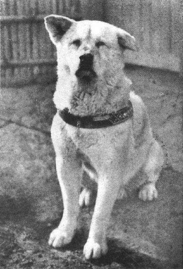 Hachiko dog - full-body photograph - Cesar’s Way