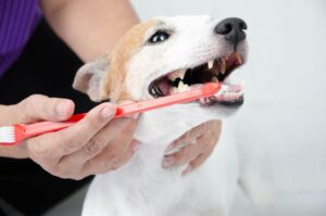 A pet owner takes the time to use a toothbrush made specifically for dogs to clean his pup’s teeth. Read this article for the do’s and don’ts of caring for your pet’s teeth.