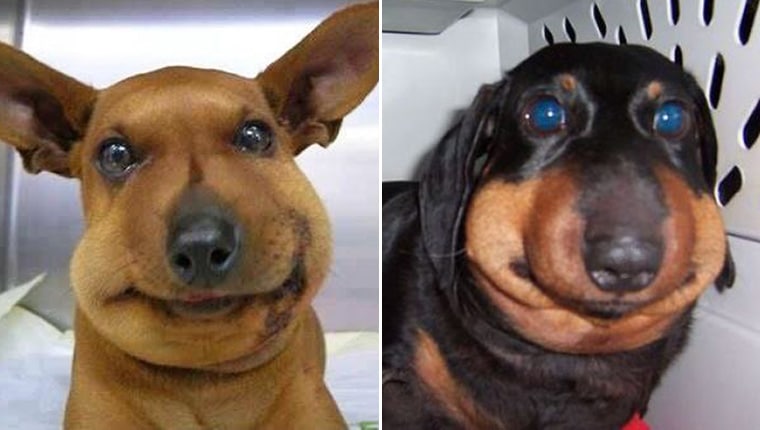 dogs have an allergic reaction to a bee stings