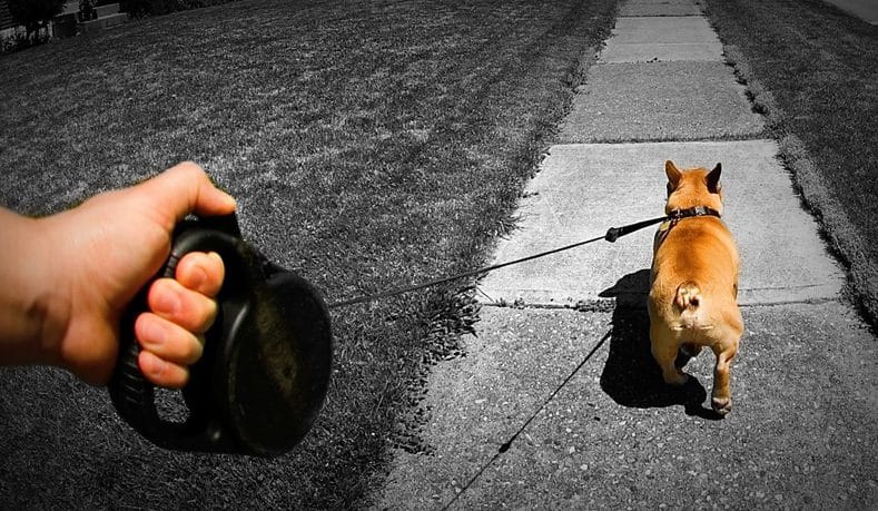 A owner uses a retractable leash on a walk.