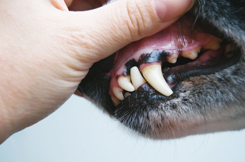 A vet checks the gums of this dog