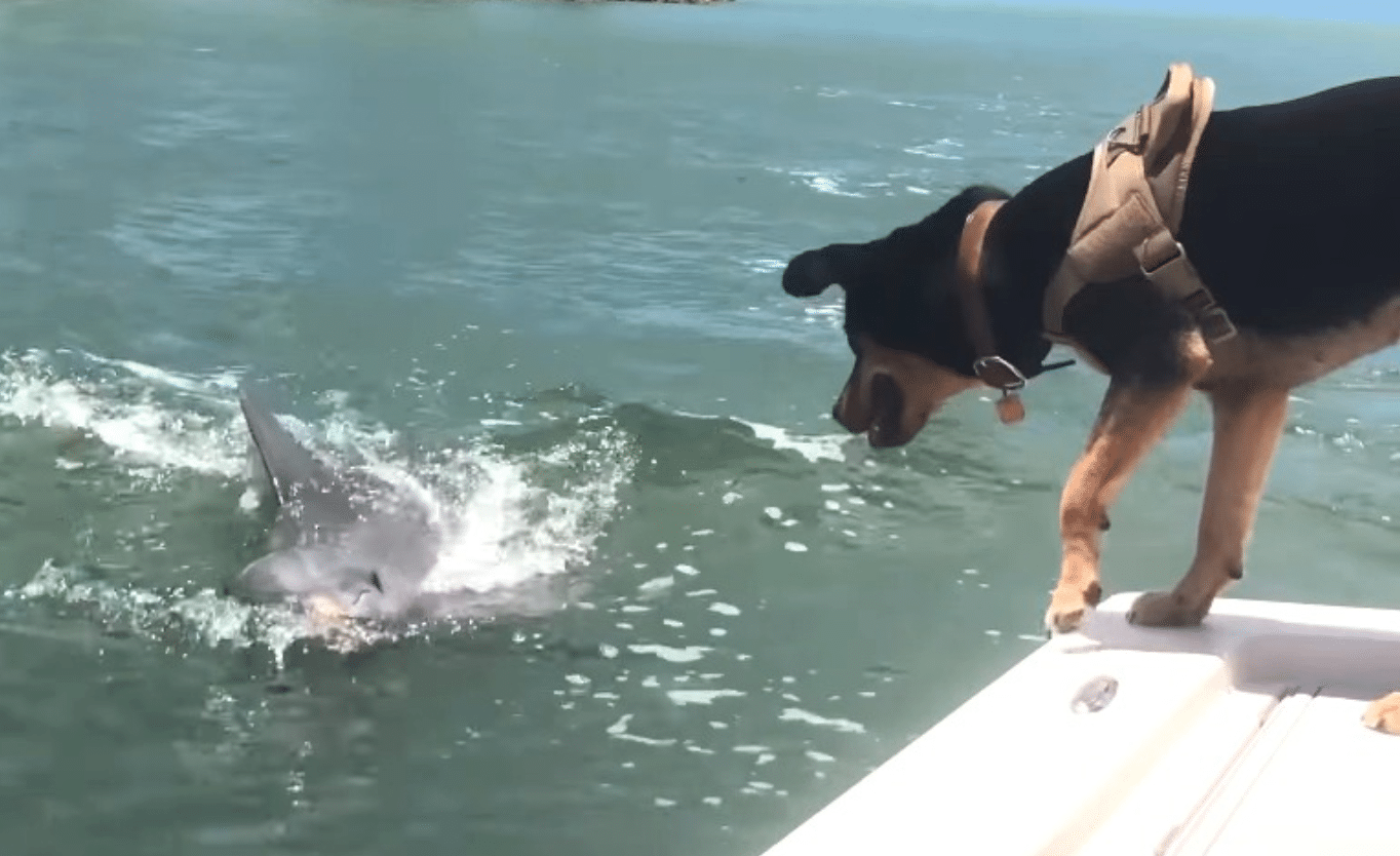 a dog is excited to see his dolphin friend