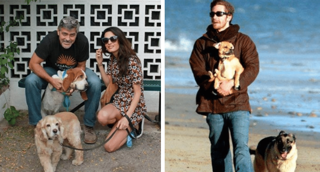 Celebrities love their pups too!