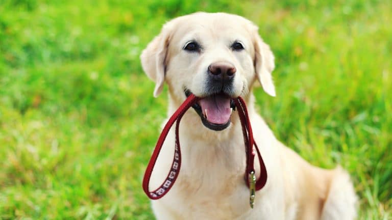A dog holds his leash ready for a walk