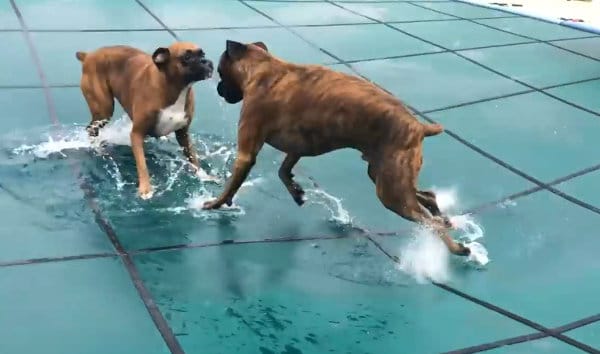 Two boxers play a game on top of a pool cover.