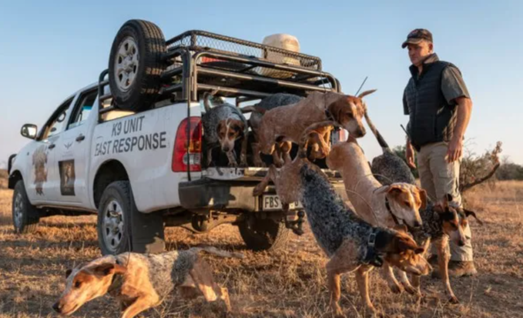 Trained dogs work to save rhinos from the hands of poachers.