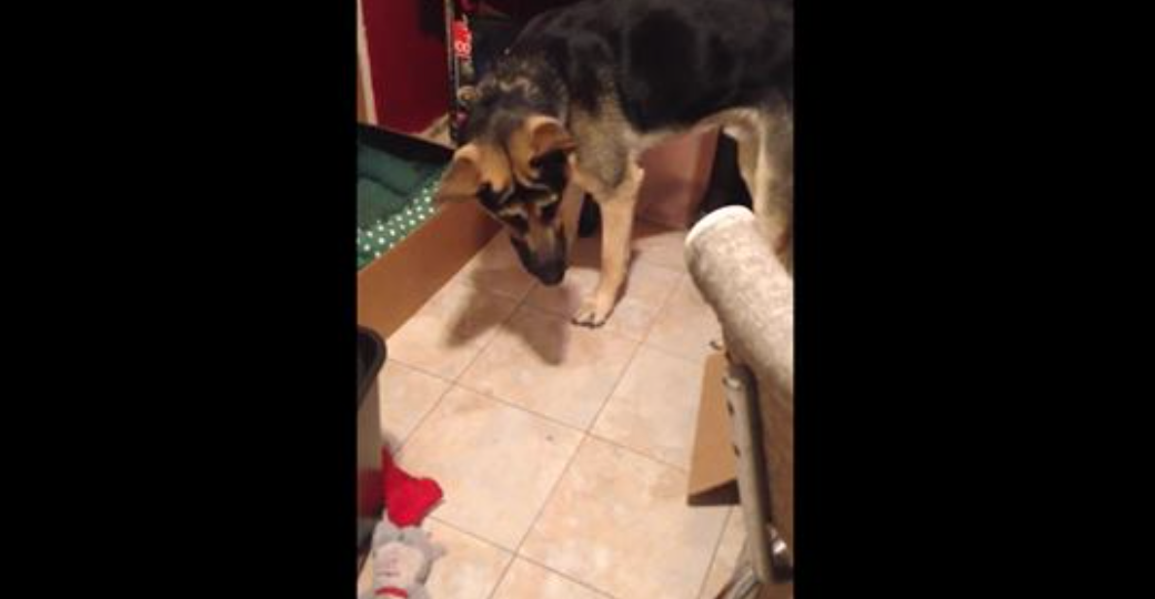 dog get's into fight with its own shadow